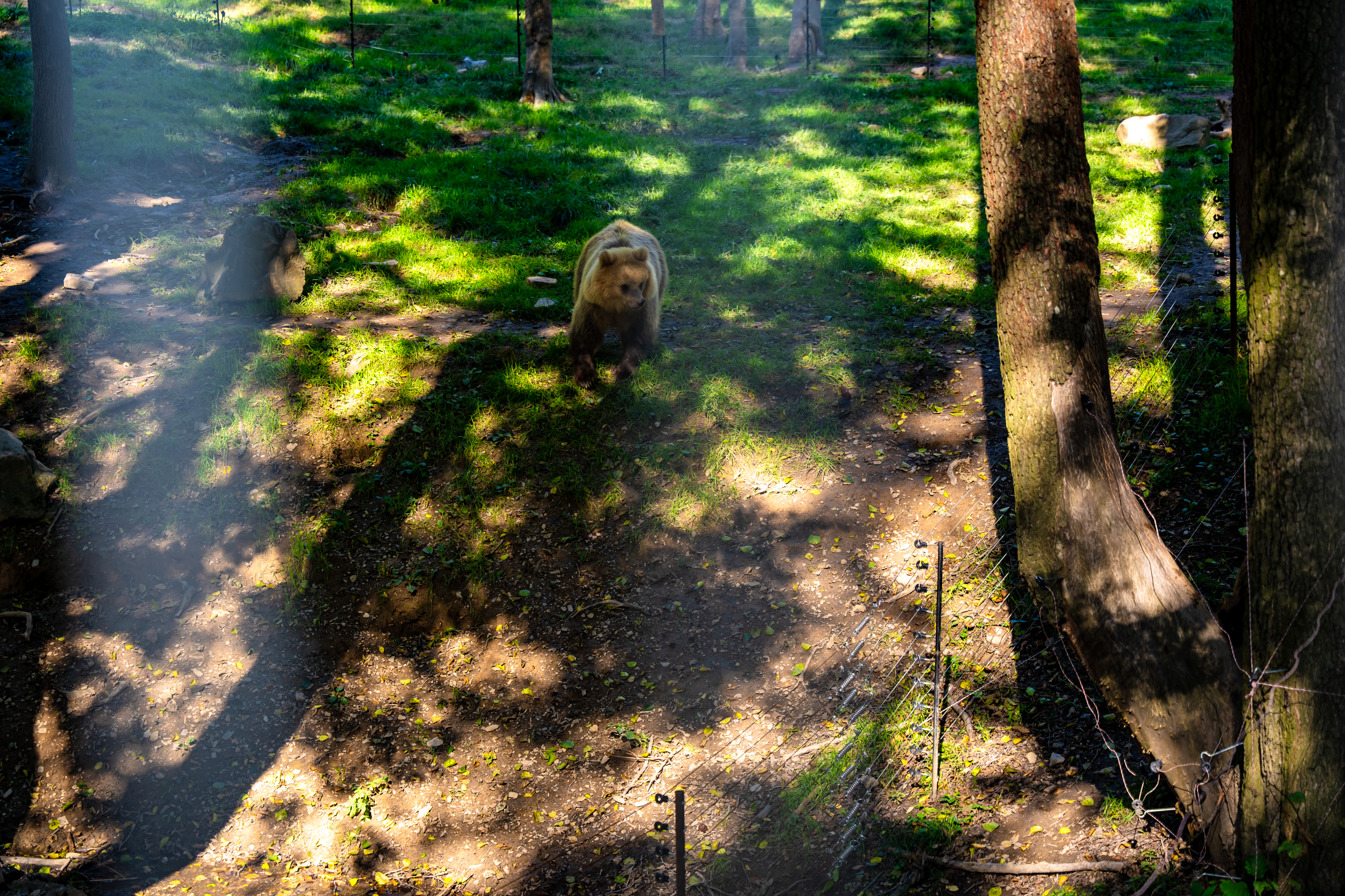Zoo otvorenie vyhliadky pre medvede -30